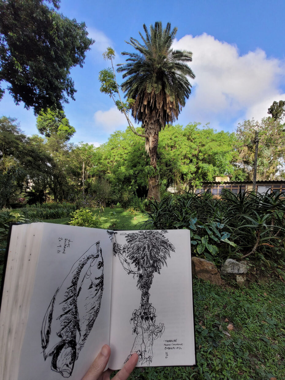 Fotografia. Em primeiro plano, o caderno aberto, mostrando o desenho da palmeira. Ao fundo, a palmeira que serviu de modelo