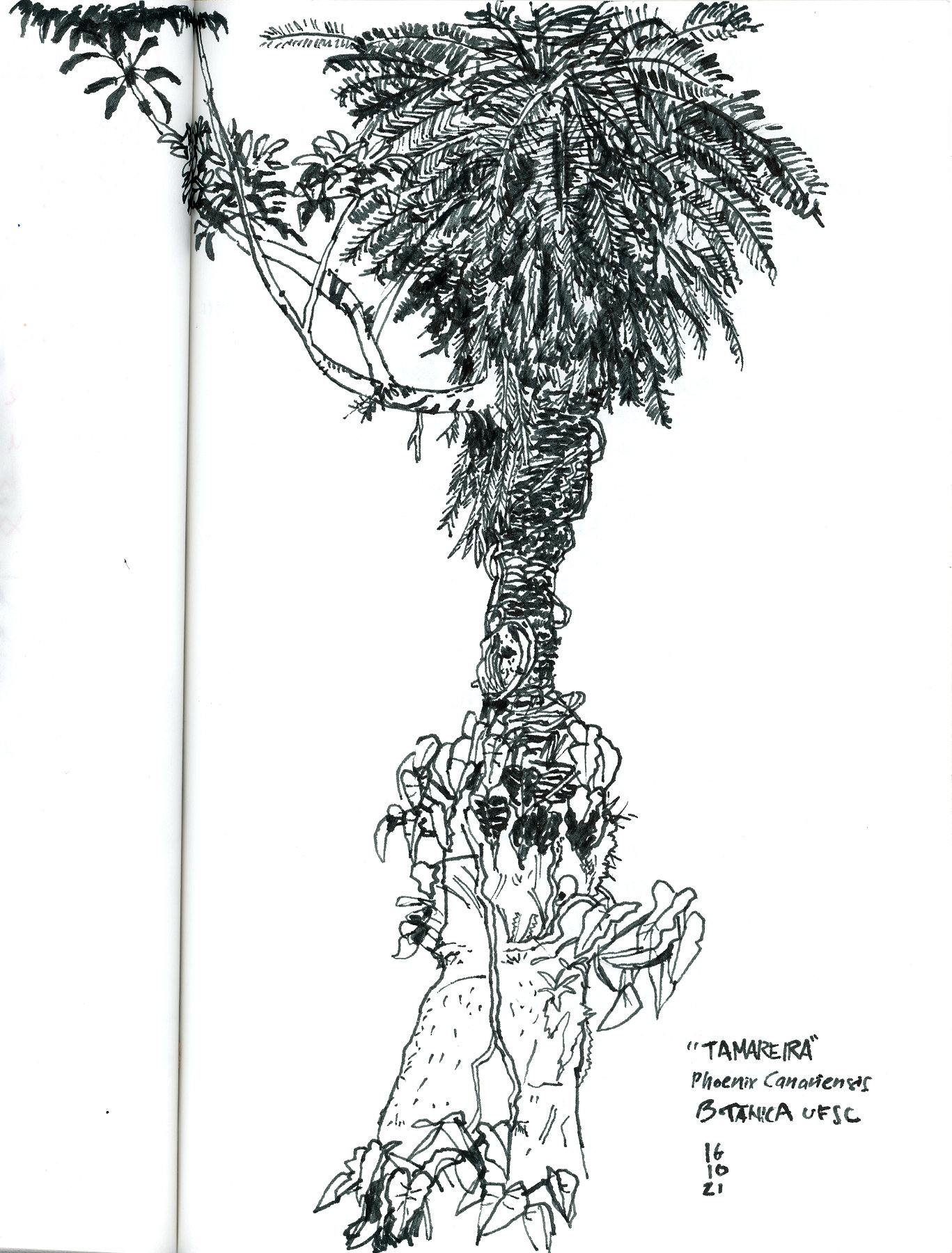 Desenho a traço, preto, de uma palmeira, com espécies parasitas na parte de baixo do caule e uma galho florescendo próximo ao topo da árvore, à esquerda