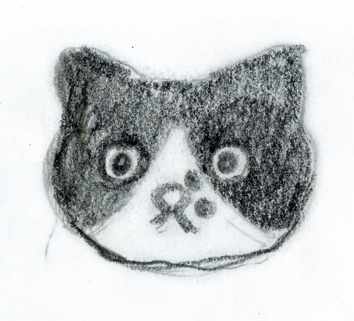 Desenho a grafite da cabeça da gata preta e branca Beterraba